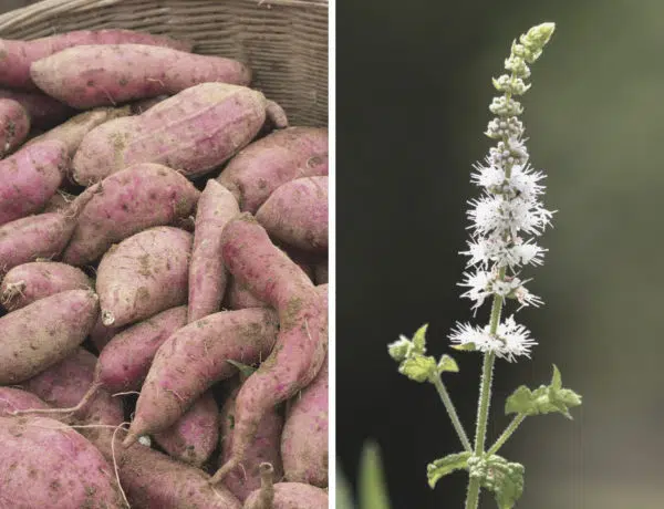 Yamswurzel und Traubensilberkerze